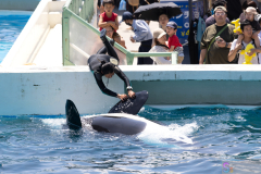 KamogawaSeaWorld2024_48