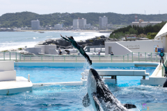 KamogawaSeaWorld2024_49
