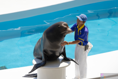 KamogawaSeaWorld2024_54