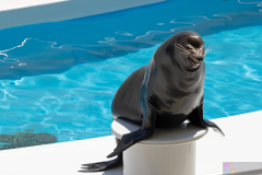 KamogawaSeaWorld2024_55