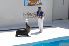 KamogawaSeaWorld2024_58