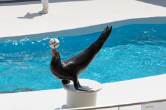 KamogawaSeaWorld2024_59