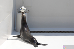KamogawaSeaWorld2024_60