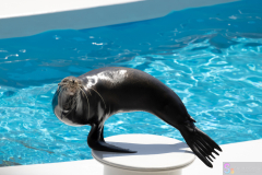 KamogawaSeaWorld2024_61