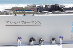 KamogawaSeaWorld2024_62