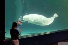 KamogawaSeaWorld2024_69