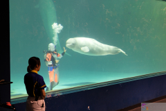 KamogawaSeaWorld2024_70