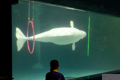 KamogawaSeaWorld2024_71