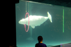 KamogawaSeaWorld2024_72