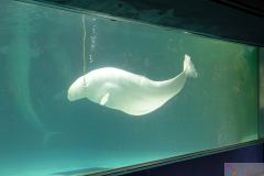 KamogawaSeaWorld2024_73