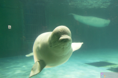 KamogawaSeaWorld2024_74