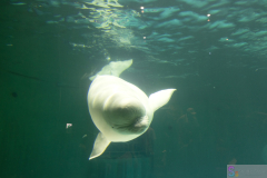 KamogawaSeaWorld2024_75