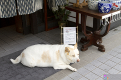 Kurashiki2012_011