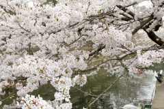 Kurashiki2012_023