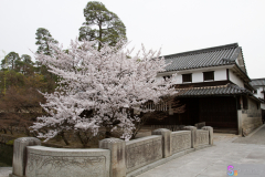 Kurashiki2012_029