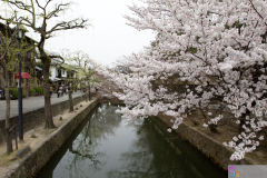 Kurashiki2012_031
