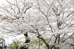 Kurashiki2012_044
