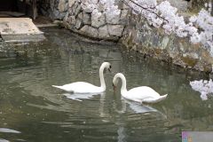 Kurashiki2012_069