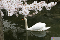 Kurashiki2012_070