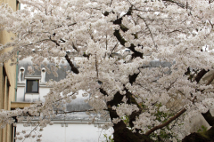 Kurashiki2012_075