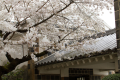 Kurashiki2012_076
