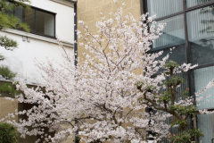 Kurashiki2012_077