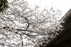 Kurashiki2012_108