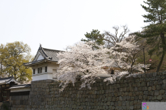 Marugamejo2012_004