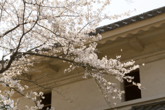 Marugamejo2012_008