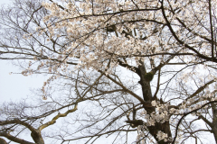 Marugamejo2012_010
