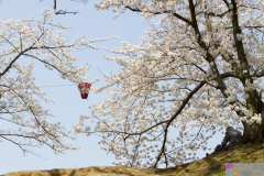 Marugamejo2012_013