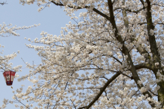 Marugamejo2012_014