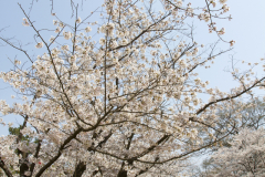 Marugamejo2012_018
