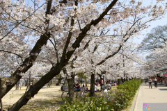 Marugamejo2012_019