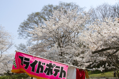 Marugamejo2012_020