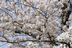 Marugamejo2012_021