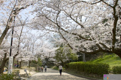 Marugamejo2012_022