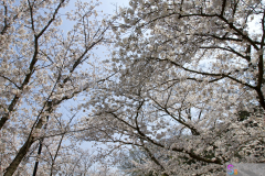 Marugamejo2012_023