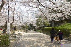 Marugamejo2012_024