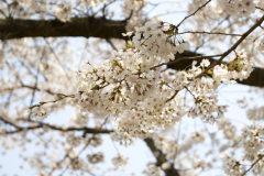 Marugamejo2012_025