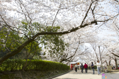 Marugamejo2012_026