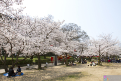 Marugamejo2012_028