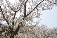 Marugamejo2012_029