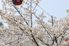Marugamejo2012_030