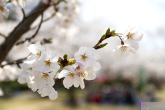Marugamejo2012_031