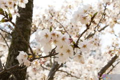 Marugamejo2012_032