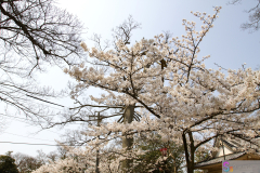 Marugamejo2012_033