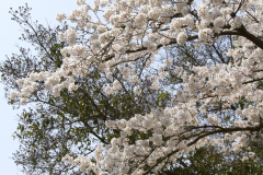 Marugamejo2012_034