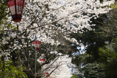 Marugamejo2012_038