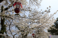 Marugamejo2012_039